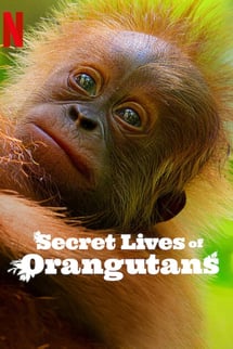 Orangutanların Gizli Yaşamı – Secret Lives of Orangutans izle